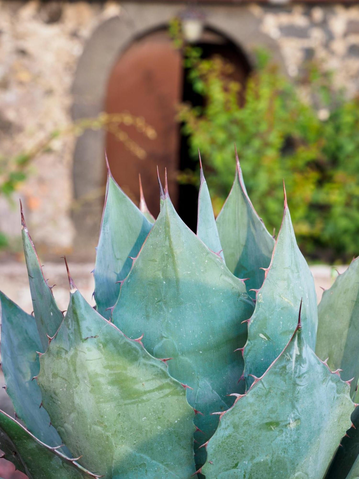 Podere Dell'Etna Segreta - Essential Nature Hotel & Glamping Biancavilla Εξωτερικό φωτογραφία